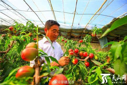 托克逊县进入瓜果飘香季