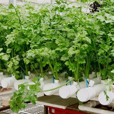 智慧农业温室水培植物工厂蔬菜种植大棚