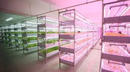 植物工厂走进生活:农场变农厂、家庭自给“蔬菜柜”,你get到了吗?